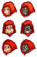 Free vector heads of chimpanzees