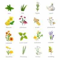 Free vector healing herbs and medicinal plants flat icons