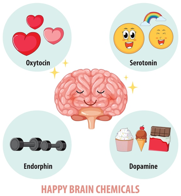 Free Vector healthy brain chemicals in human anatomy