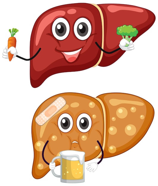 Healthy liver and fatty liver cartoon character