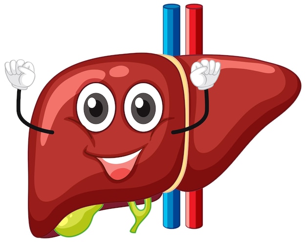 Free vector healthy liver with face expression on white background