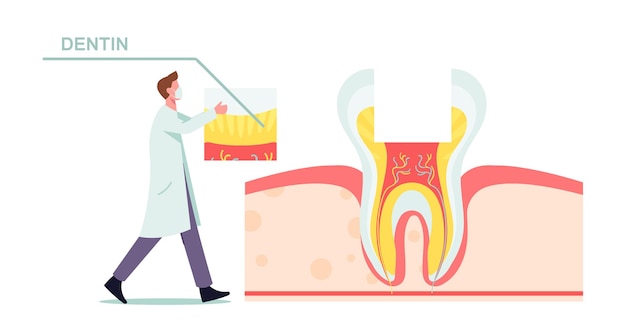 Vettore gratuito illustrazione di anatomia e struttura dei denti sani