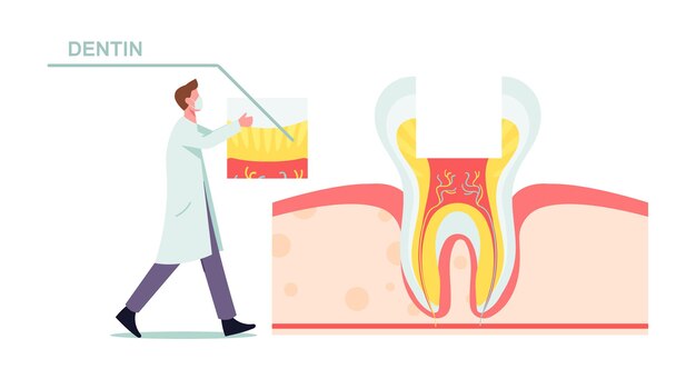 Healthy Teeth Anatomy and Structure illustration