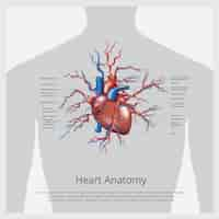 Vettore gratuito illustrazione di anatomia del cuore