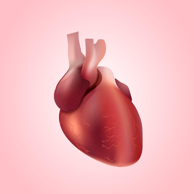Heart illustration concept