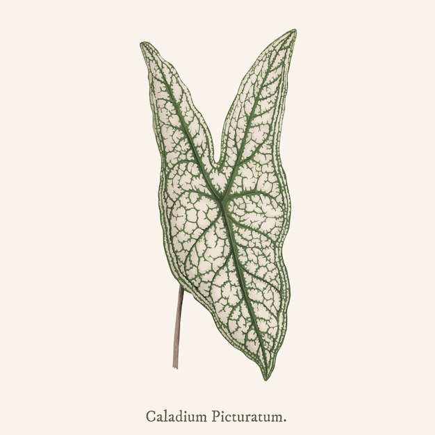 예수의 마음 (Caladium Picturatum)