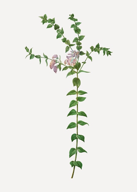 Free vector heart-leaved polygala branch