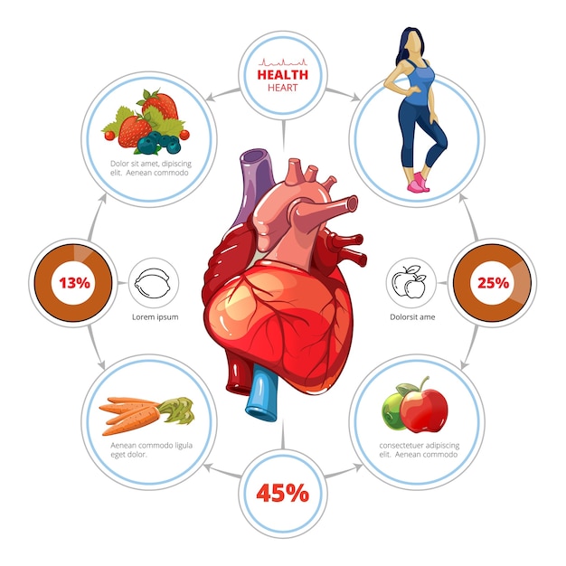 Heart medical vector infographics. organ and nutrition for healthcare, vegetable and vitamin, fruit illustration