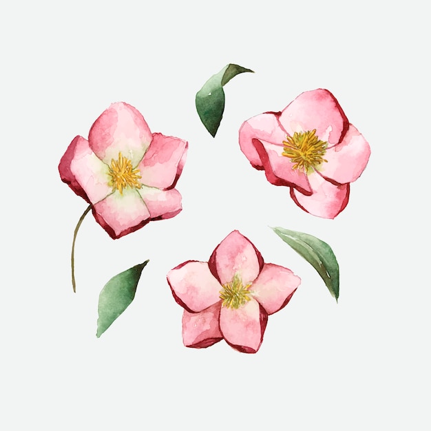 Free vector hellebore flowers painted by watercolor vector