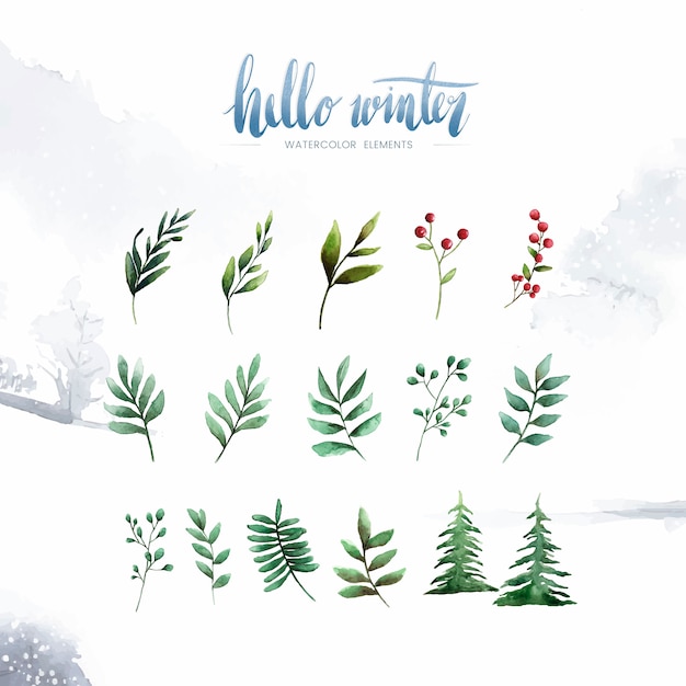 Hello Winter plants and flowers painted by watercolor vector