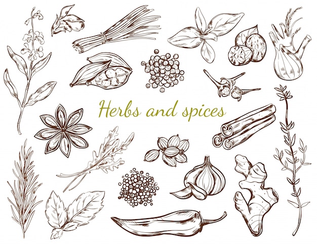 Herbs and spices collection