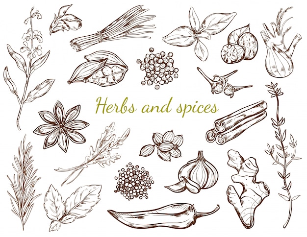 Herbs And Spices Collection
