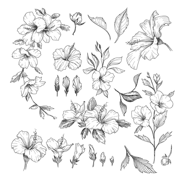 Hibiscus engraved illustrations set.
