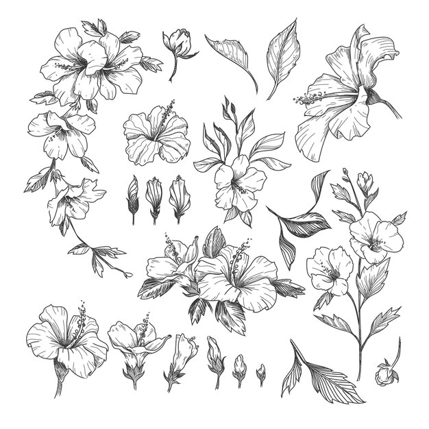 Hibiscus engraved illustrations set.