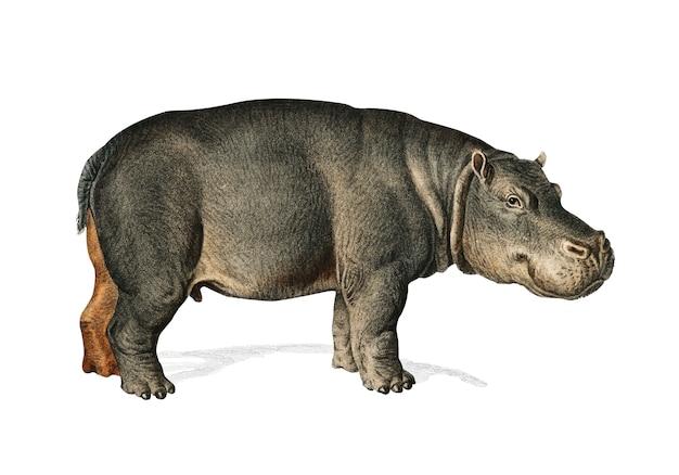 Hippopotamus (Hippopotame Amphibie) 