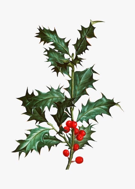 Free vector holly branch