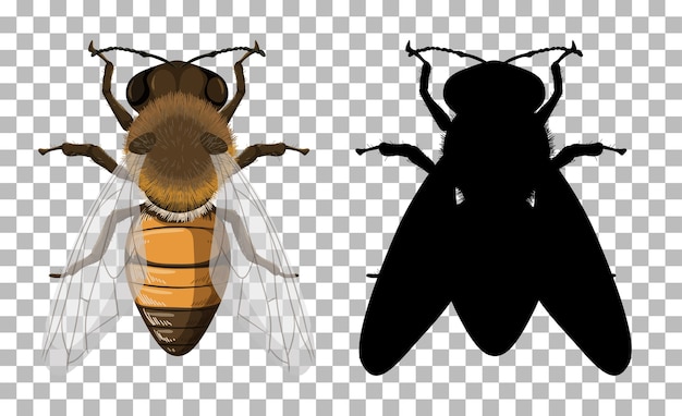 Honey bee with its silhouette on transparent background