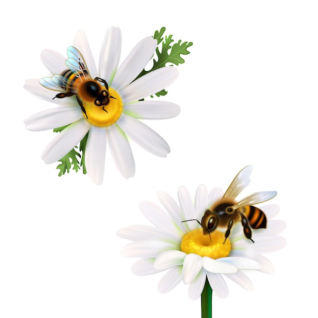 Медоносные пчелы, сидящие на цветах ромашки