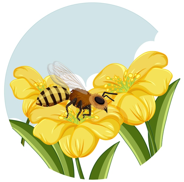 Honeybee on yellow flower on white background