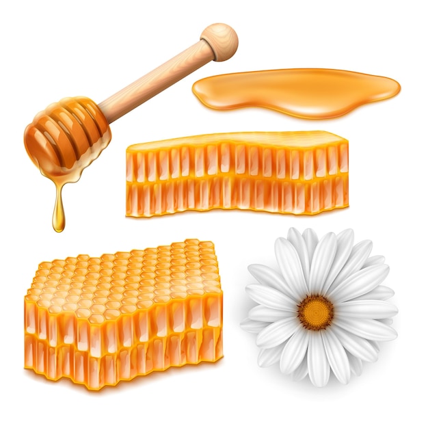 Honeycomb, honey and flower