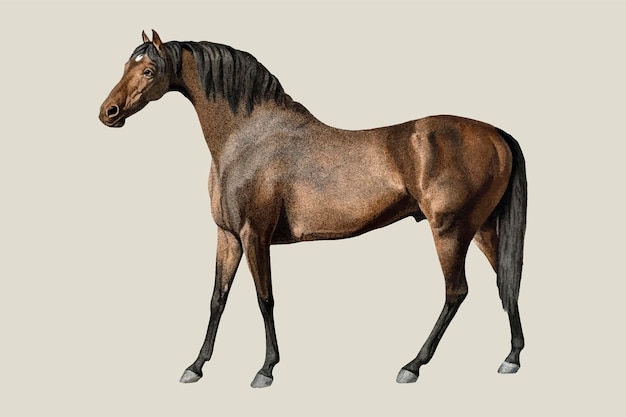 Лошадь векторная винтажная иллюстрация, ремикс произведений Джорджа Стаббса