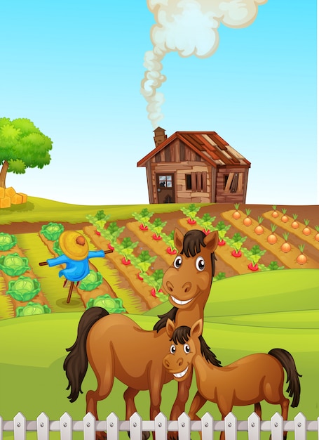 horses in farm scene