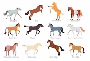 無料ベクター 白い背景に対して隔離される様々 な品種とカラー フラット セットの馬ベクトル イラスト
