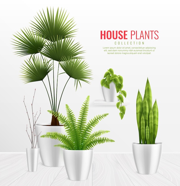 House plants in pot illustration