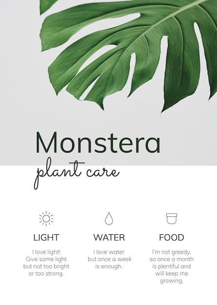 관엽 식물 템플릿 벡터 monstera 식물 관리