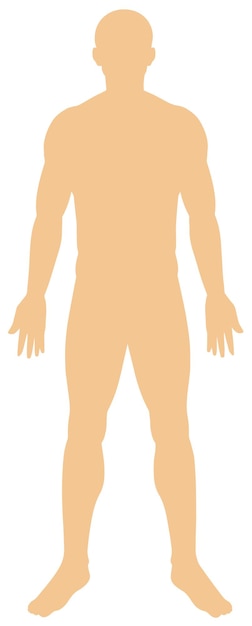 Human anatody on white background