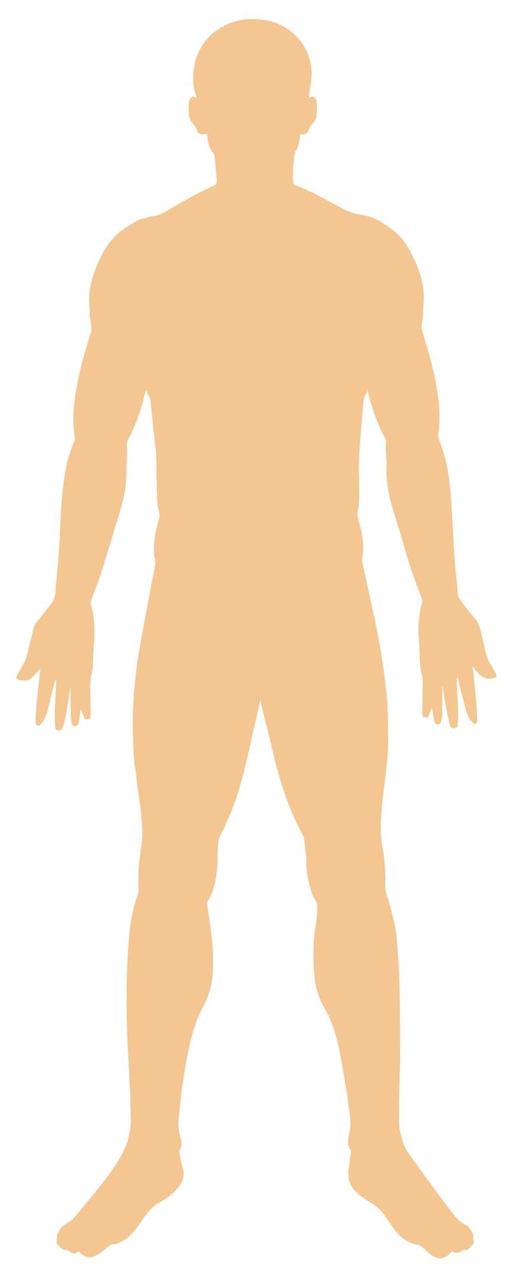 흰색 바탕에 인체 해부학