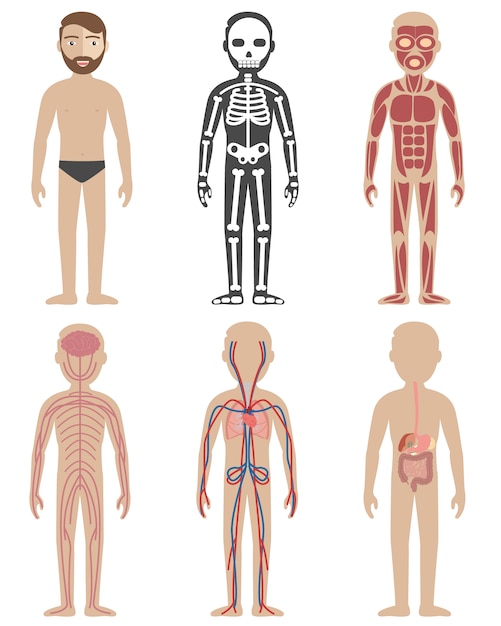 Vettore gratuito disegni di anatomia umana