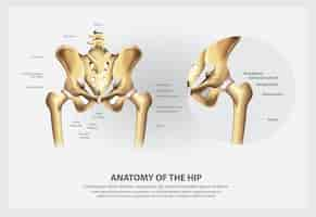 Vettore gratuito anatomia umana dell'illustrazione dell'anca