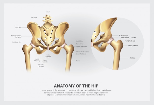 ヒップのイラストの人体解剖学