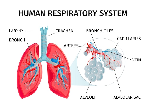 Grafico infografico di anatomia umana