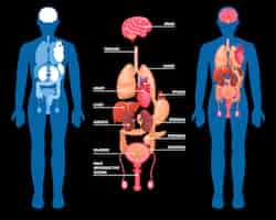 Free vector human anatomy internal organs layout