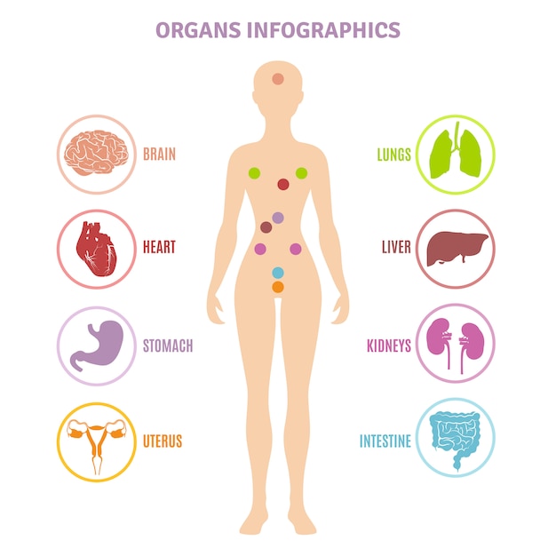 Human anatomy organs infographics Free Vector