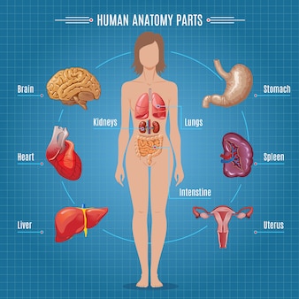 Human anatomy parts infographic concept Free Vector