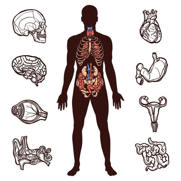 Human Anatomy Set