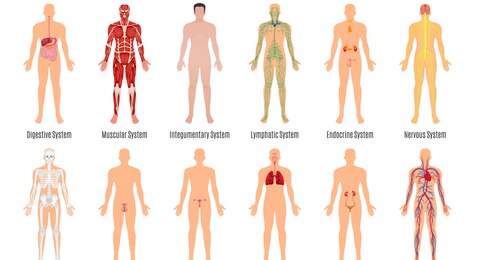 illustrazioni corpo-umano