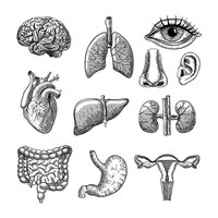 Set di illustrazioni incise di organi del corpo umano