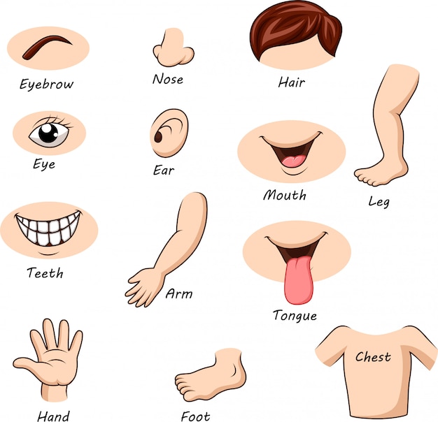 Body Parts Images | Free Vectors, Stock Photos & PSD