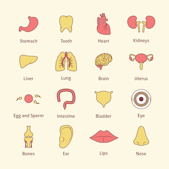 Human body parts collection Free Vector