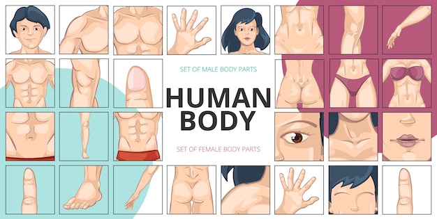 Human body parts composition