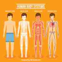 Free vector human body system collection