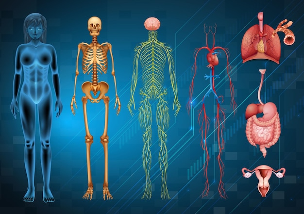 Free vector human body systems