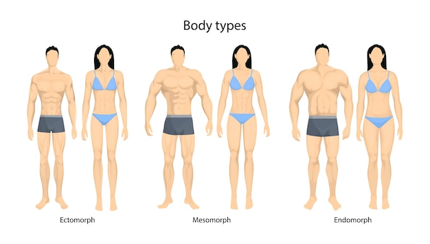 Free vector human body types men and women as endomorph ectomorph and mesomorph