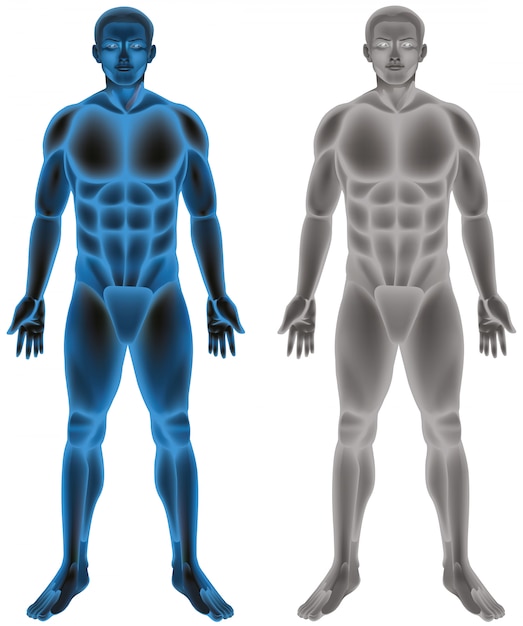 Free vector human body on white