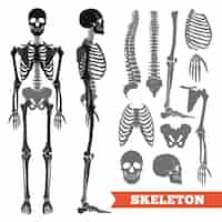 Free vector human bones and skeleton set