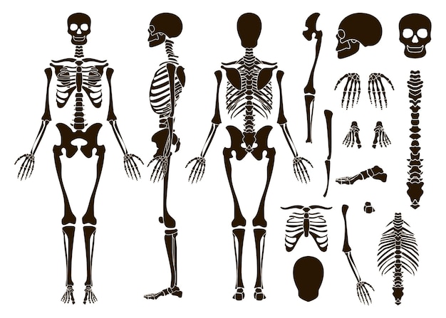 Human bones skeleton structure elements set